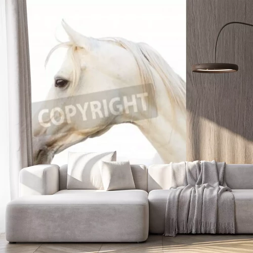 Papier peint  Portrait de cheval arabe de profil