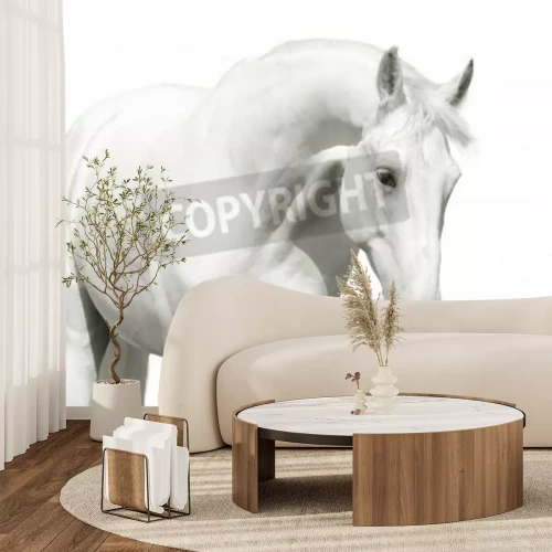 Papier peint  Cheval avec la tête baissée