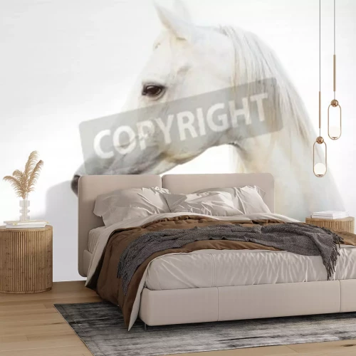 Papier peint  Cheval arabe sur fond blanc