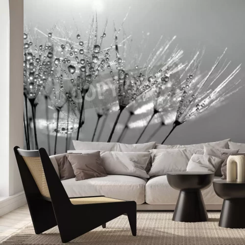 Papier peint  Pissenlit noir et blanc au soleil