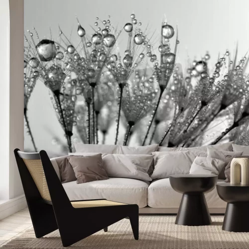Papier peint  Pissenlit noir et blanc graines