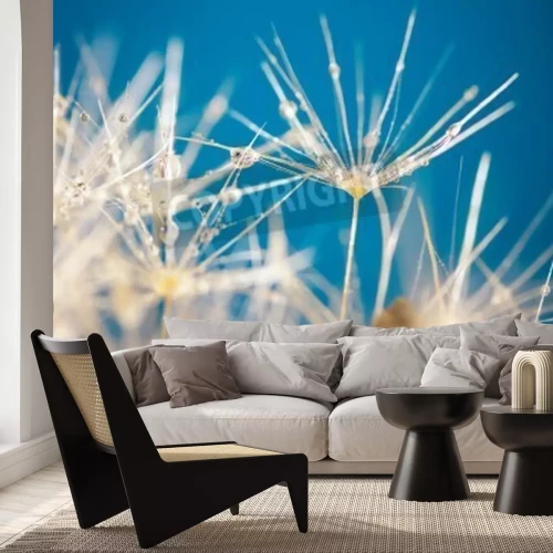 Papier peint  Graines de pissenlit blanches sur un fond