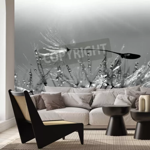 Papier peint  Pissenlit noir et blanc