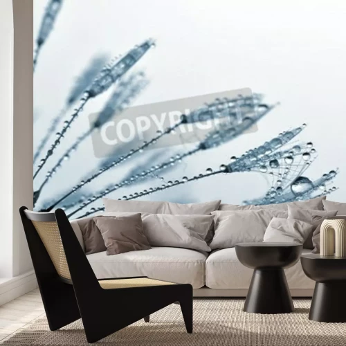 Papier peint  Graines de pissenlit frêles à l'intérieur des gouttes