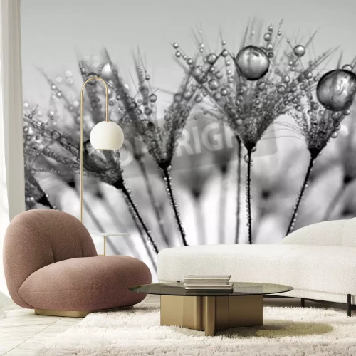 Papier peint  Graines de pissenlit au milieu des gouttes d'eau