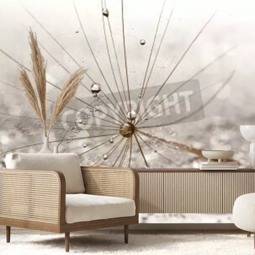 Papier peint  Graines de pissenlit et gouttes d'eau