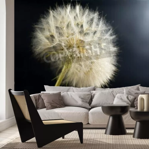 Papier peint  Pissenlit arrière-plan foncé