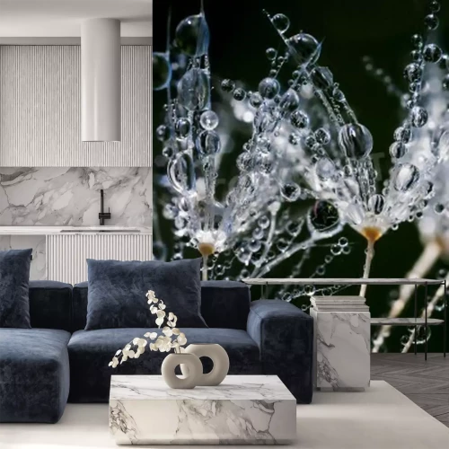 Papier peint  Pissenlits sous la pluie en gros plan