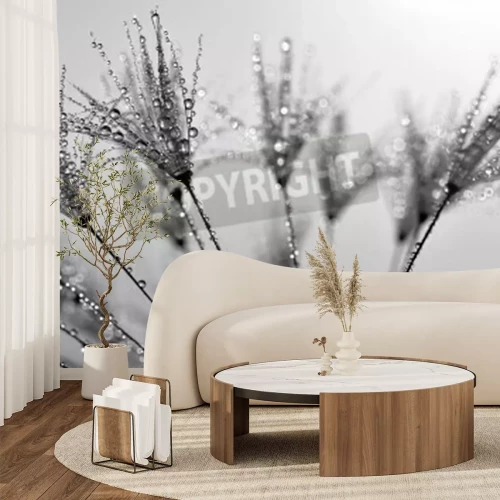 Papier peint  Graines de pissenlit en plan rappproché