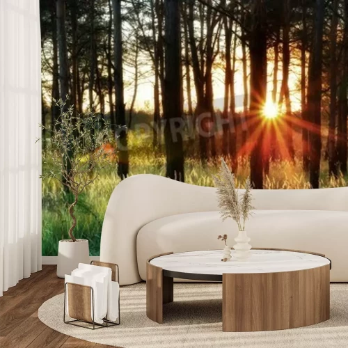 Papier peint  Le soleil couchant derrière les bouleaux