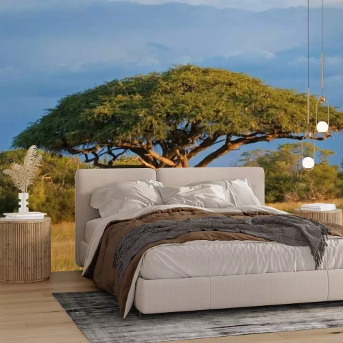 Papier peint  Acacia africaine dans le parc national du Zimbabwe