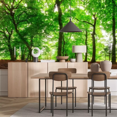 Papier peint  Paysage forestier par une journée ensoleillée