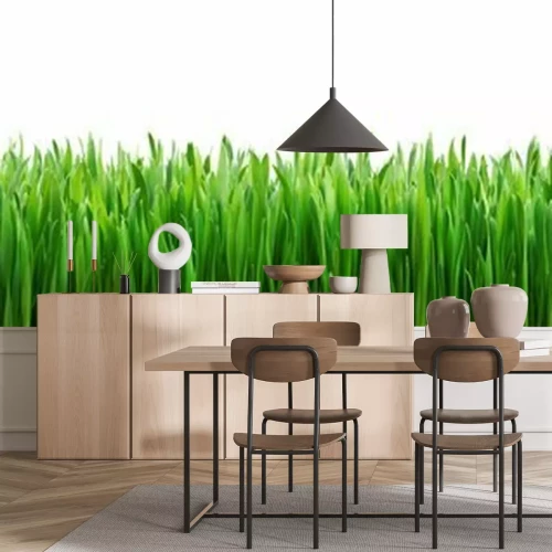 Papier peint  Bande d'herbe verte sur fond blanc