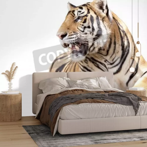 Papier peint  Tigre couché sur fond blanc