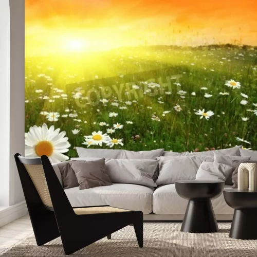 Papier peint  Coucher de soleil sur un champ de marguerites