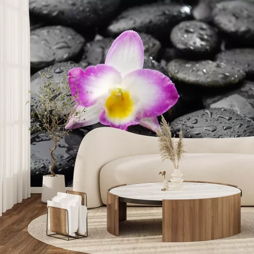 Sticker  orchidée sur des cailloux noirs humides