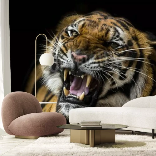 Papier peint  Tigre africain sur fond noir