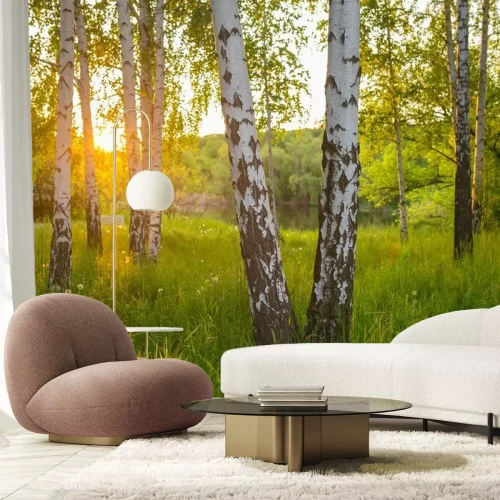 Papier peint  Birch trees in a summer forest