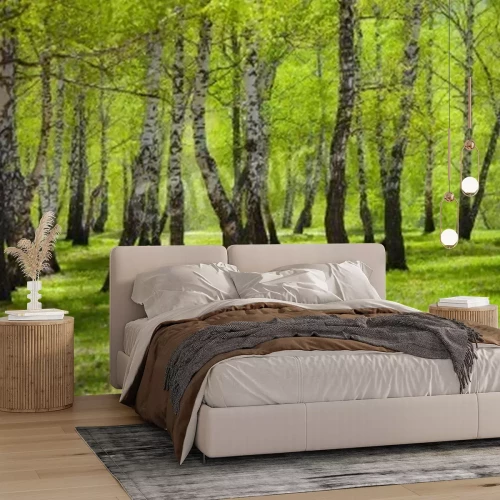 Papier peint  Herbe verte et bouleaux