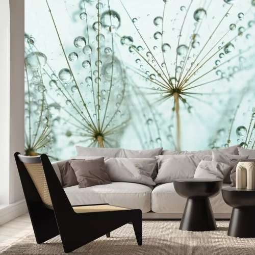 Papier peint  Une macrophotographie de pissenlits avec des gouttes d'eau