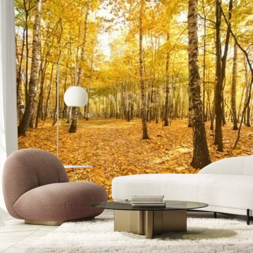 Papier peint  L'automne dans une forêt de bouleaux