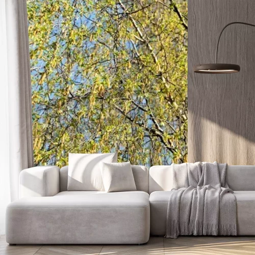 Papier peint  Branches fleuries d'un bouleau