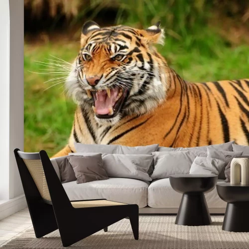 Papier peint  Tigre sauvage montrant ses dents