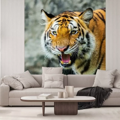 Papier peint  Tigre africain dans le zoo