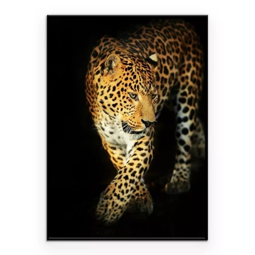 Poster  Leopard portrait