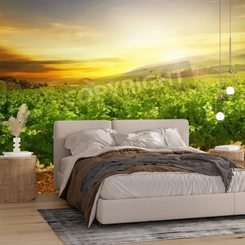 Papier peint  Lever de soleil dans un vignoble