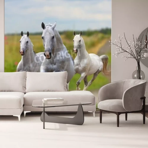 Papier peint  Chevaux qui courent sur un chemin de terre