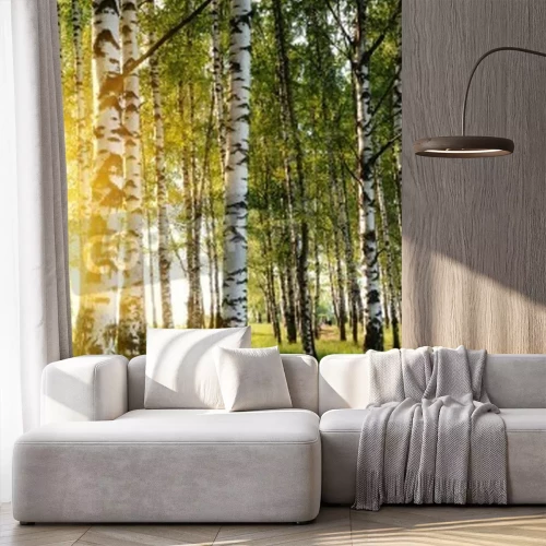Papier peint  Le soleil des bouleaux et de la nature