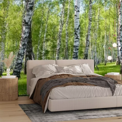 Papier peint  La nature et les bouleaux