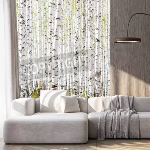 Papier peint  Forêt dense de bouleaux