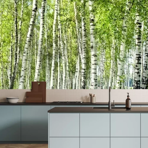 Papier peint  Forêt de bouleaux verts