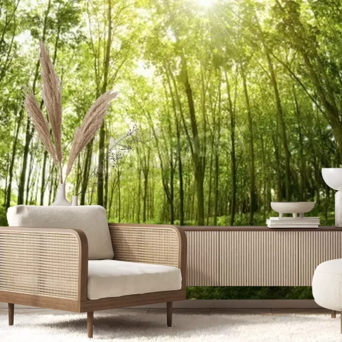 Papier peint  Les arbres maigres de la forêt vierge