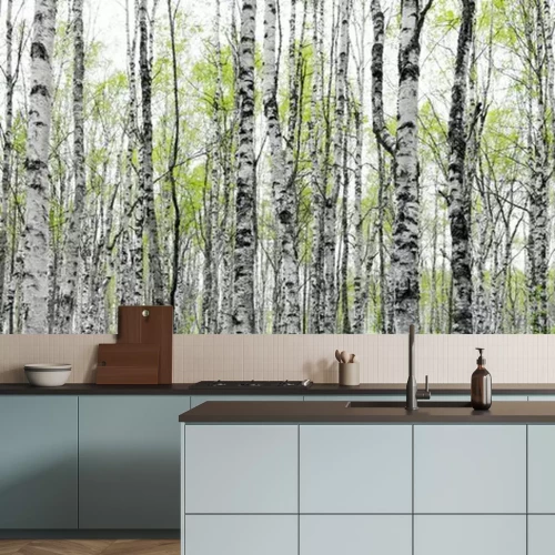 Papier peint  Forêt avec des troncs de bouleaux