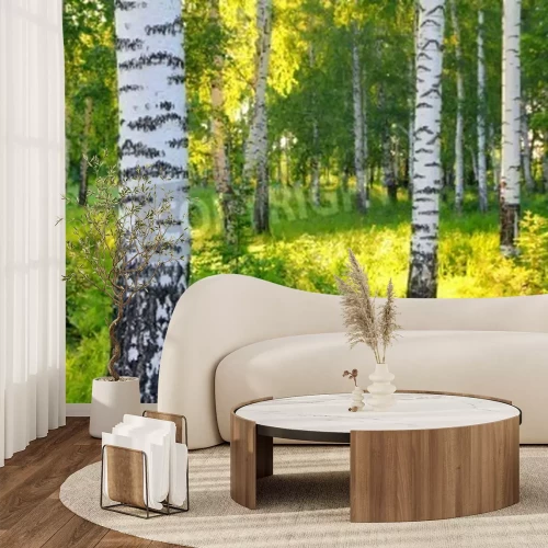 Papier peint  Bouleaux par des herbes vertes