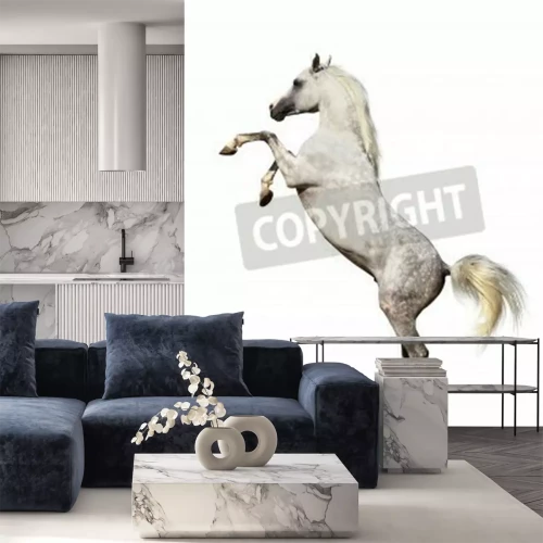 Papier peint  Cheval debout sur deux pieds