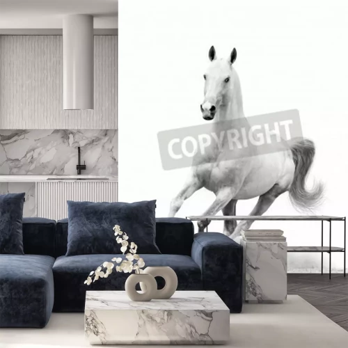 Papier peint  Cheval blanc sur un chemin sablonneux