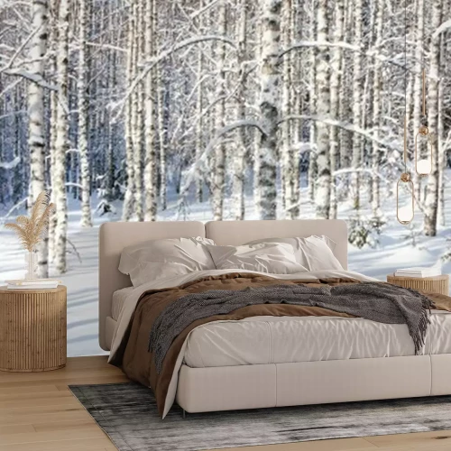 Papier peint  Poussière blanche sur les bouleaux