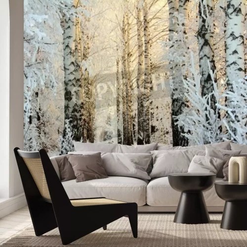 Papier peint  L'hiver dans la forêt de bouleaux