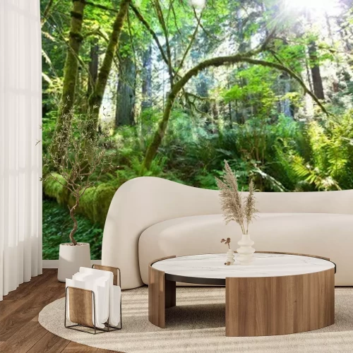 Papier peint  Arbres verts dans la forêt vierge