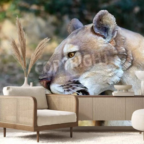 Papier peint  Chat sauvage avec les crocs