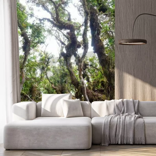 Papier peint  Les arbres de la jungle malaise