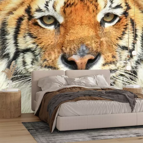 Papier peint  Portrait de tigre sauvage