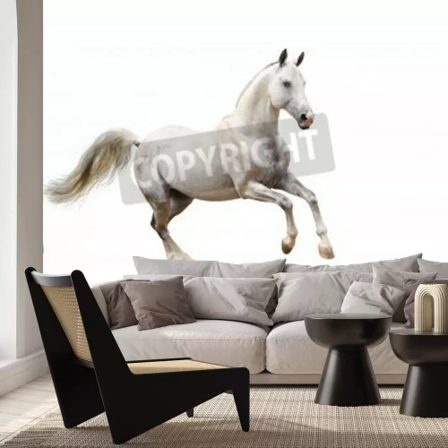 Papier peint  Dessin d'étalon sur fond blanc