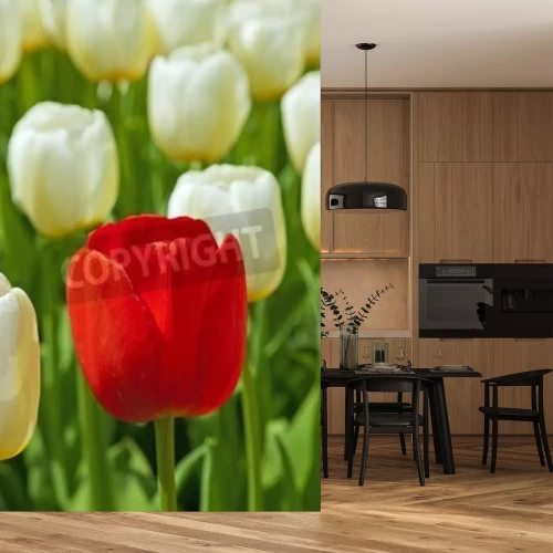 Papier peint  Tulipe rouge sur fond de tulipes blanches