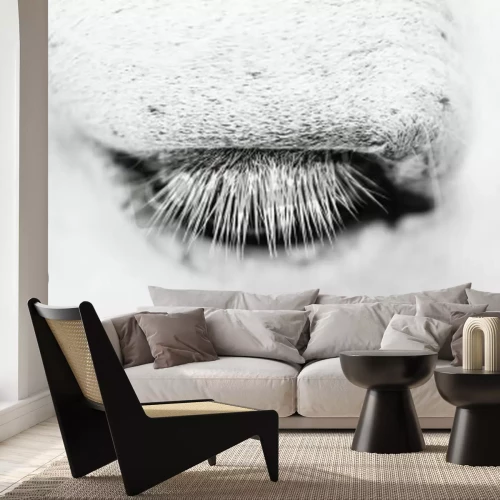 Papier peint  Oeil du cheval style macro