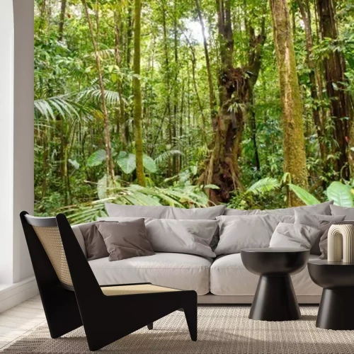 Papier peint  Des arbres hauts dans la jungle